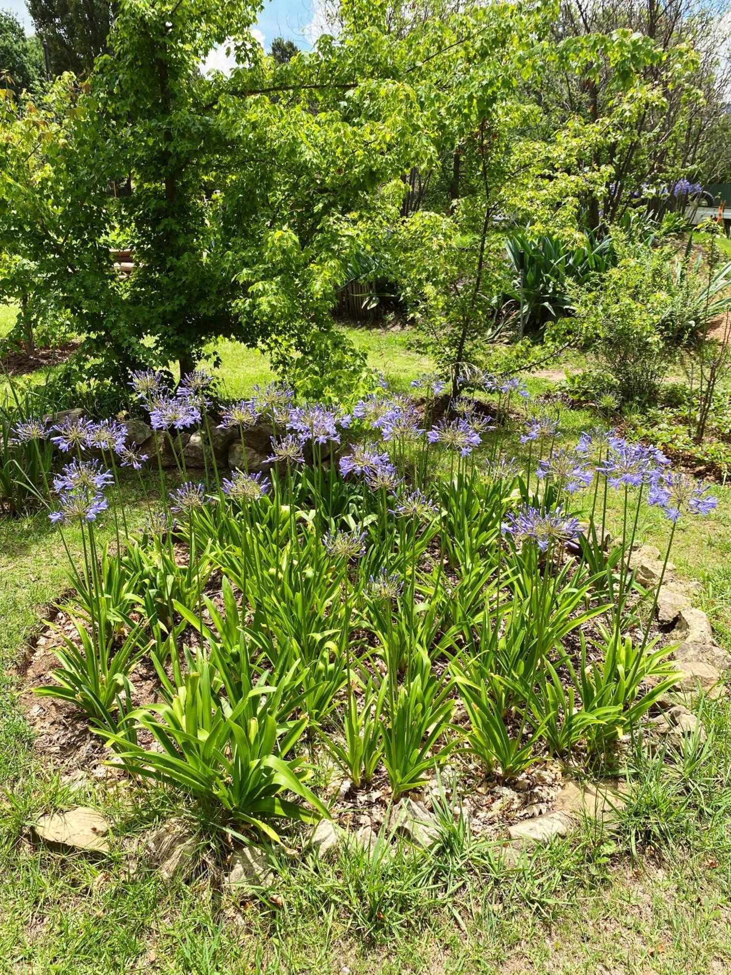 Collett House And Lavender Cottage Clarens Ngoại thất bức ảnh